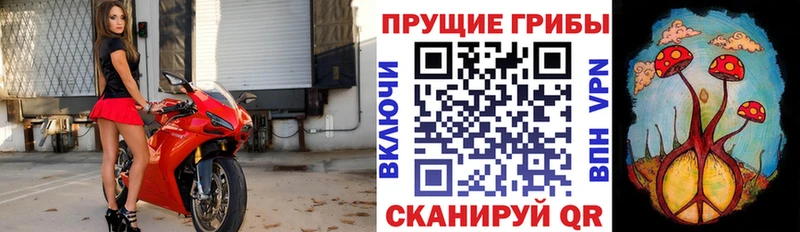 Галлюциногенные грибы Psilocybine cubensis  цены   KRAKEN ССЫЛКА  Павловск 